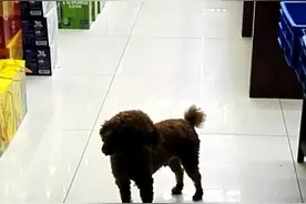 翘首以盼，准点盼主归来视频封面