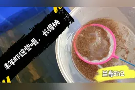 养鱼最好的食物是鱼虫，其中丰年虾无疑是最省心的，长得快不生病