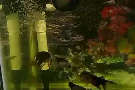 用小螺丝跟福寿螺除鱼缸青苔成功！看样子以后不用买清道夫了！