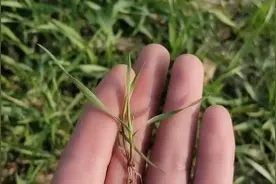小麦田里的野麦子有好多种，在苗期长得非常像，教你如何识别野麦视频封面