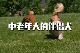 中老年人适合养什么狗狗做伴侣犬？视频封面