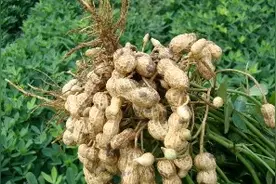 70 80后的经典下酒菜 煮花生 网友:你放那么多盐还能吃吗