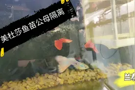第二窝美杜莎孔雀鱼苗满月了，用这种方法区分公母鱼准确率百分百视频封面