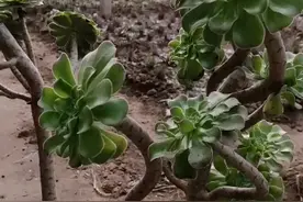 婷婷玉立！婀娜多姿！你在静静的思考什么？视频封面