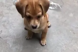 田园犬为什么把食物放地上才吃！👀👀👀视频封面