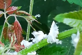 有认识这种虫子的吗？现在的木棉树上有大量这样的虫子。视频封面