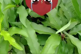 我心爱的王丽！我爱你！你永远刻在我的心中。视频封面