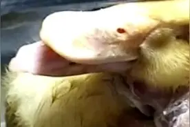 大舌病还有治疗的意义吗