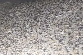 小麦晒干后没有保护好全部生虫子了看看俺用什么去灭虫子。视频封面