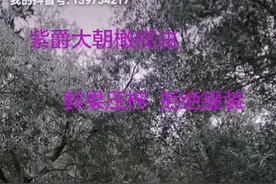 紫爵大朝橄榄油，鲜果压榨，拒绝罐装！！！视频封面