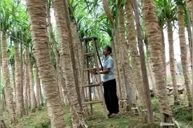 木格白玉蔗河南玻璃脆甘蔗独有种植方式裹叶生长甘蔗非常脆甜视频封面