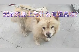 我养的狗身上为什么有腥臭味？视频封面