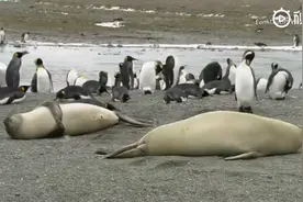 原来，海豹也有躺着抠手指，挠痒痒，吃手手这种小癖好，太可爱了视频封面