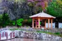 登黄龙山  看漫山飞叶（视频）视频封面