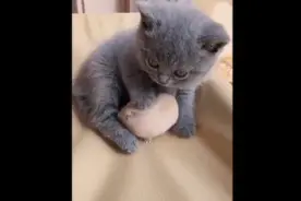 家里养了一只猫和一只老鼠，看看它们是怎么和睦相处的视频封面