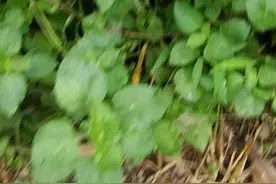 山王帝伴你认百草，白花臭草