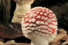 毒蘑菇的生长过程