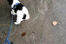 看我家的狗吃四根火腿肠只拉出来一根。唉视频封面