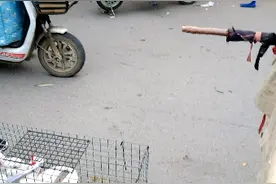 一公两母五斤的獭兔210贵吗视频封面