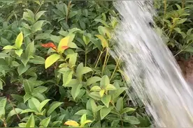 桂花这样浇水才能保证水分充足 不会落叶 大家学习一下视频封面