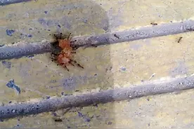 蚂蚁为什么可以搬动比自己重的食物?