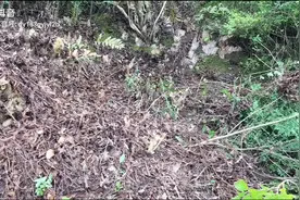 新鲜骨碎补有什么作用？男人都要看！视频封面