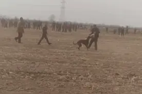 千人围观细狗撵兔视频封面