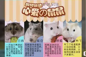 什么都别说的仓鼠饲养教程1（仓鼠用品篇）视频封面