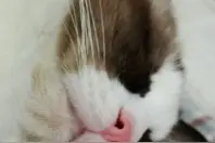 如何让你的猫进被窝视频封面