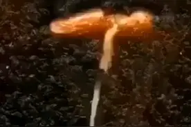 《易经》水雷屯卦，刚柔始交而难生，在黑暗与危险中蓄力而生！视频封面