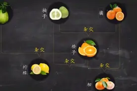 水果全球扩张史:了不起的柑橘家族！视频封面