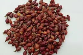 常用中药—栀子