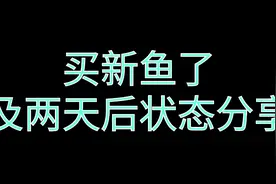 新鱼，老鱼入新缸状态分享视频封面