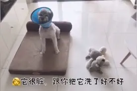 狗狗玩具被洗后的后果你知道吗
