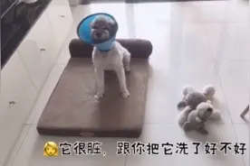 狗狗玩具被洗后的后果你知道吗