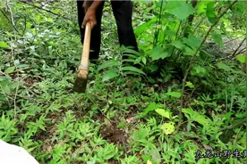 黄爷爷带大家见识下真正的野生黄精！视频封面