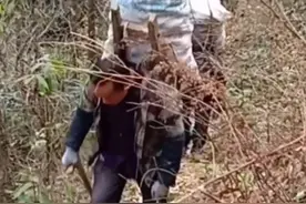 高山雪莲果，看老农们怎样采挖