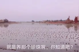 发现鱼塘上面漂了很多瓶子，原来它们的用途那么大，长见识视频封面