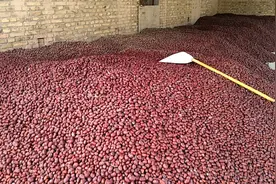 新疆若羌县米兰镇36团孙鲁庆要做就做米兰最好的红枣视频封面