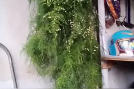 长这么大，没见过这么高的文竹，还开着好多花视频封面