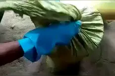 缅甸神奇故事《世间少有怪异植物》2视频封面