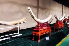 齐河发财了！获捐一个博物馆的古生物化石和项目三成股份价值百亿视频封面
