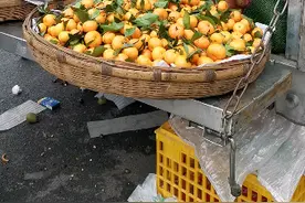 天下第一苹果视频封面