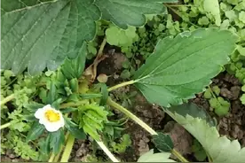 正所谓：开花结果四十天！四十天以后就可以吃新鲜的草莓啦！