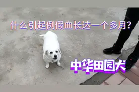 中华田园犬，例假血长达一个多月，到底怎么回事？视频封面