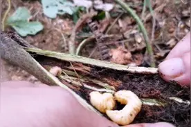 农村小伙在山上找纯野生高蛋白虫子拿回家做菜吃，城里很少能吃到视频封面