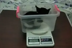2个月大的小奶猫有多重？称一下看看～