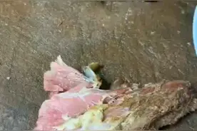 这肉纤维像牛肉视频封面