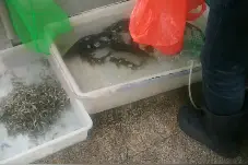 微山湖花鲢子鱼7块一斤。白的2.5一斤。一分钱一分货。