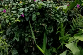 在云南体验。采茶。视频封面